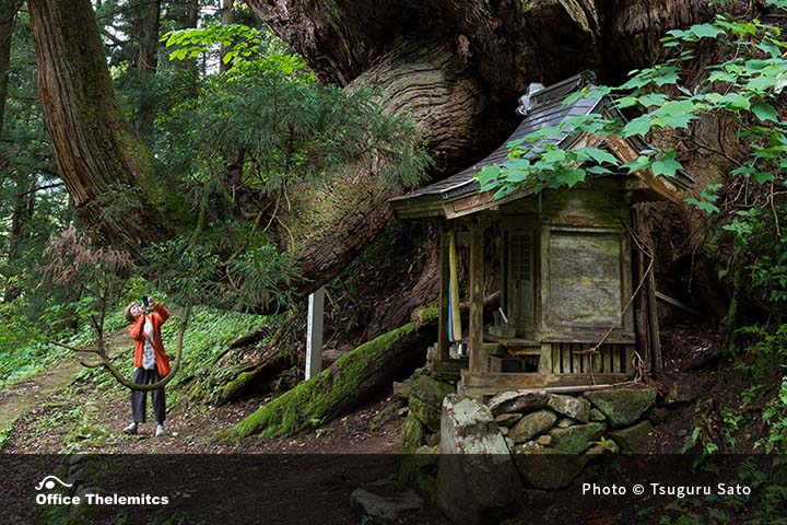 岩屋の大杉