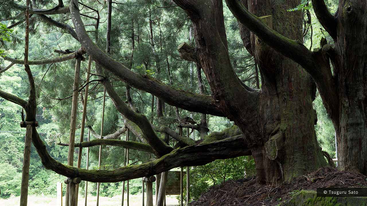 「魔王杉」とも呼ばれる石川県指定天然記念物「五十谷の大スギ」