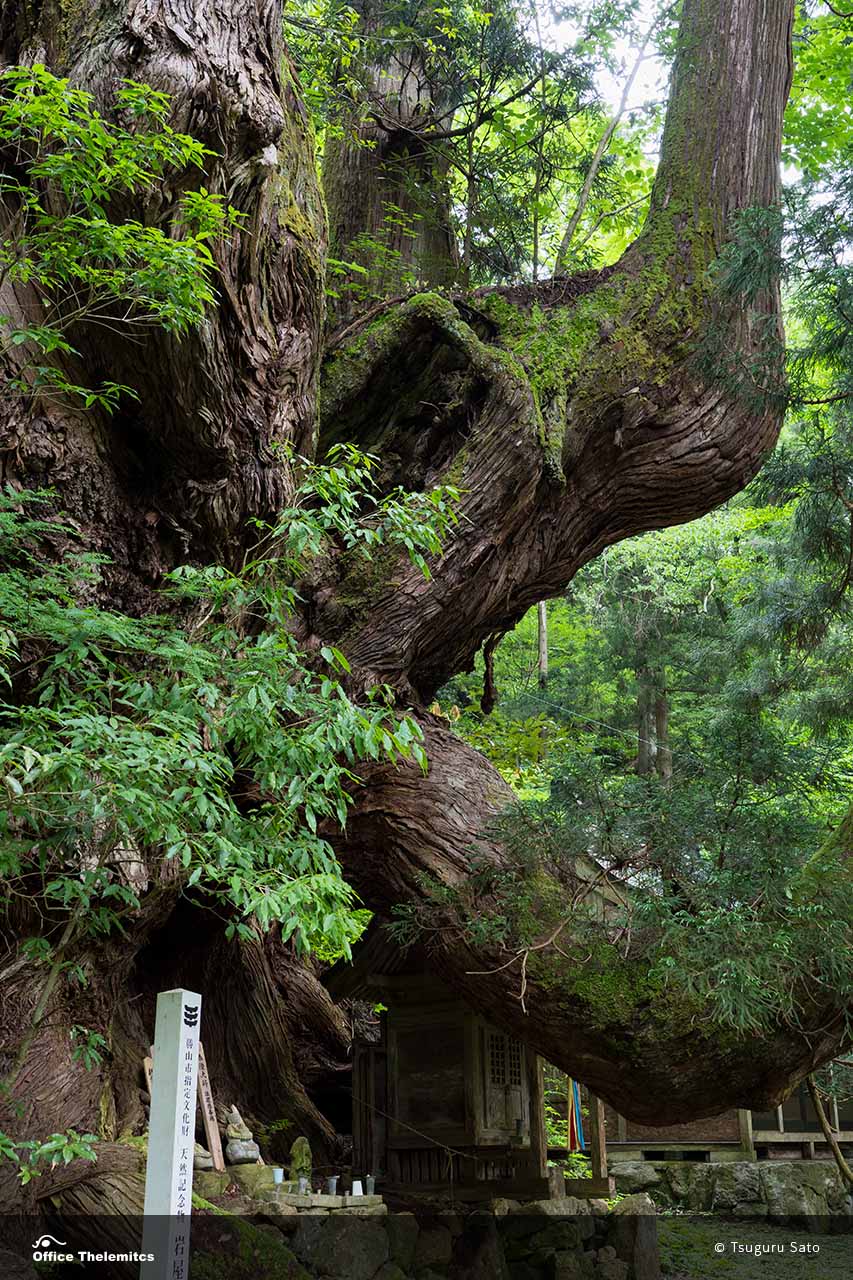 ウラスギの特徴を持つ「岩屋の大杉」の幹